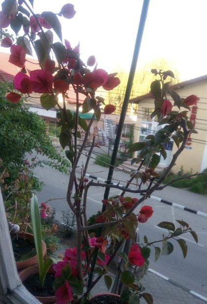 - Bougainvillea