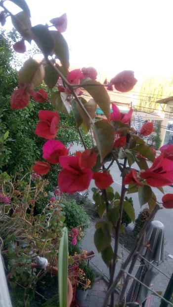 IMG-20190518-WA0001 - Bougainvillea