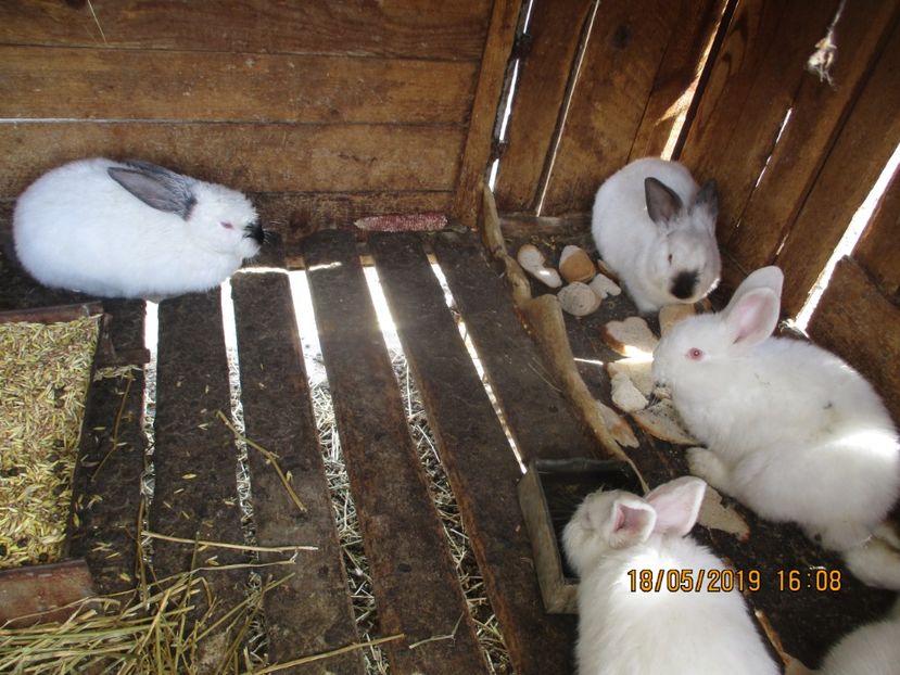 calif & neo 2019 ! - xxx TINERET 2019 IEPURI