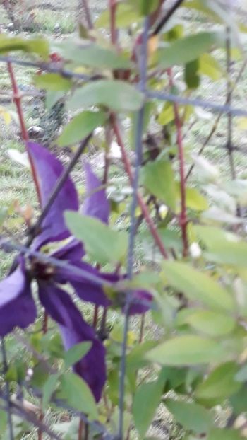  - Primavara 2019-2022