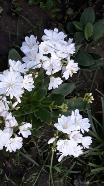  - Primavara 2019-2022