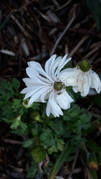  - Primavara 2019-2022