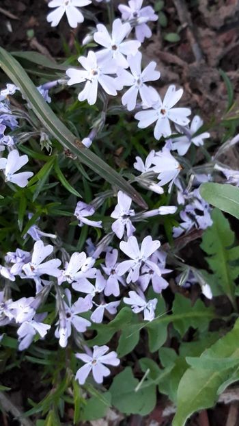  - Primavara 2019-2022