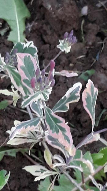  - Primavara 2019-2022