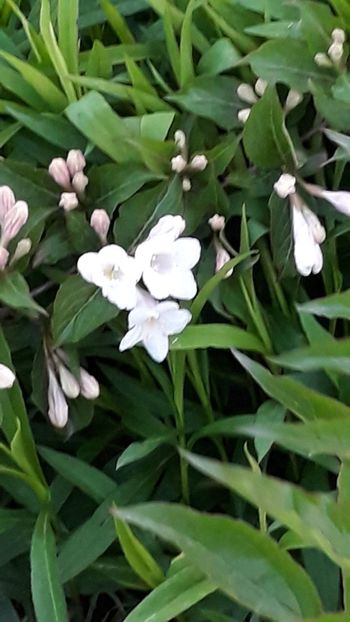  - Primavara 2019-2022