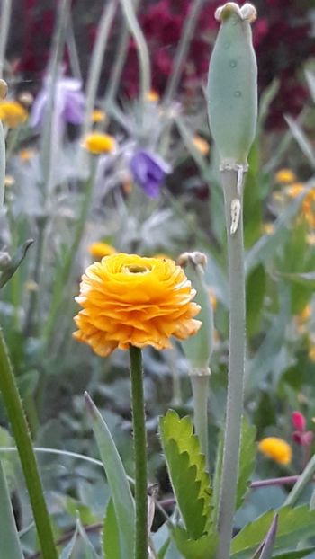  - Primavara 2019-2022