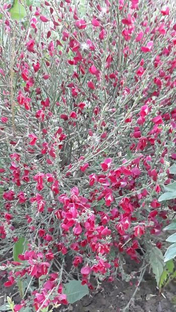  - Primavara 2019-2022