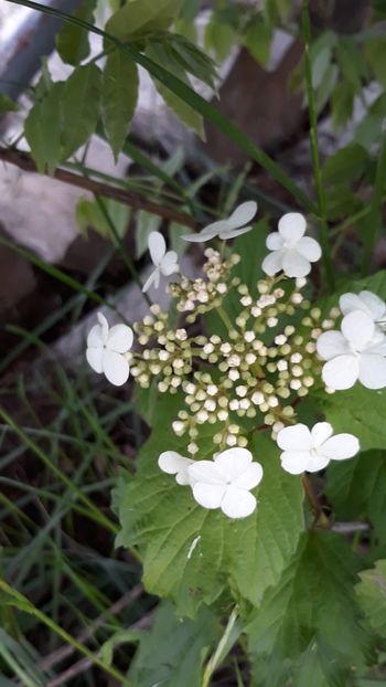  - Primavara 2019-2022