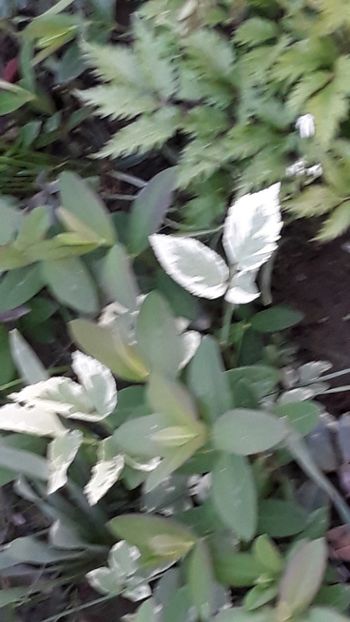  - Primavara 2019-2022