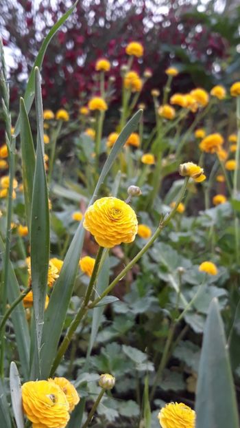  - Primavara 2019-2022