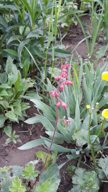  - Primavara 2019-2022