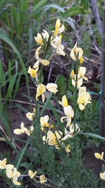  - Primavara 2019-2022