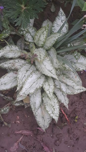  - Primavara 2019-2022