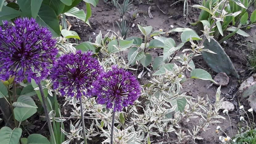  - Primavara 2019-2022