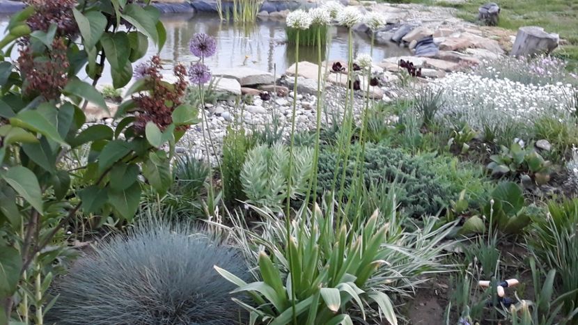  - Mini-iaz sau pur si simplu balta noastra