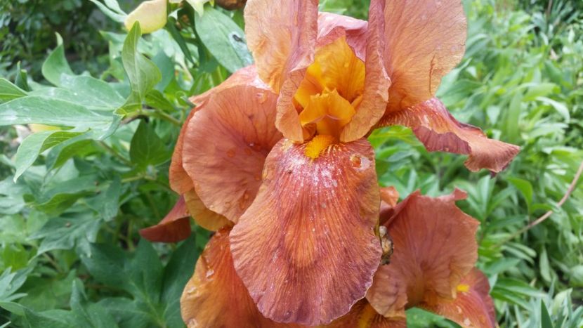 Orange - irisi 2019