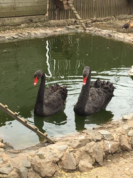 D7E8B745-4FA8-4CE1-91CA-00D51559E6A1 - Lebede negre