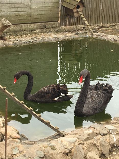 5227DB3F-0E19-47CC-9BA5-FC11309DAAF1 - Lebede negre