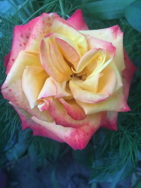 Happy chloris - Trandafiri 2019
