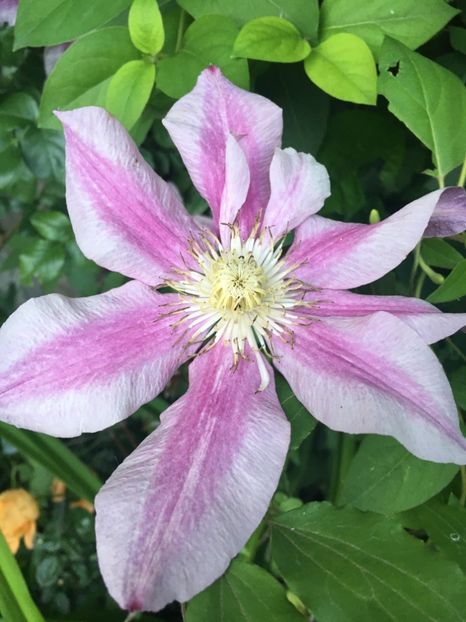 Princess ann - Clematite 2019