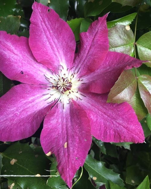 VIVA polonia - Clematite 2019