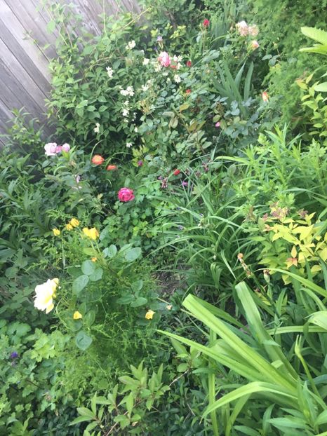 940DDF7B-AB77-4BE7-B703-DD4A7E9D7C32 - Mai 2019