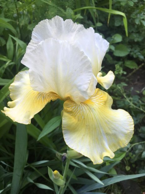 meltded butter - Iriși 2019 2024