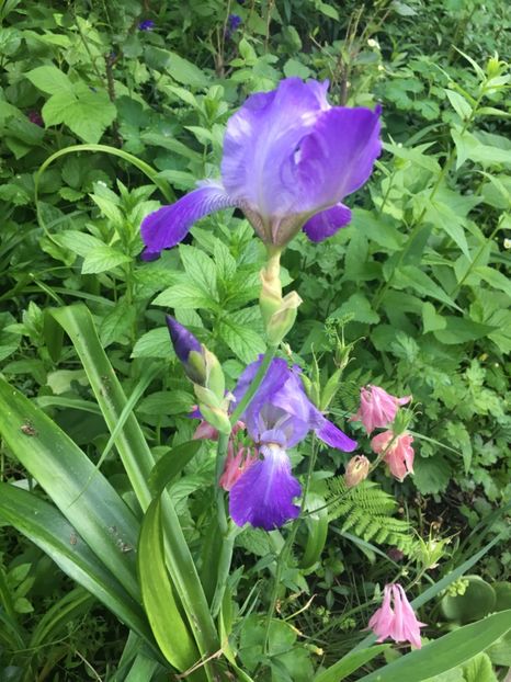 87DA7A65-5EA2-40A2-B26B-186196E71309 - Iriși 2019 2024