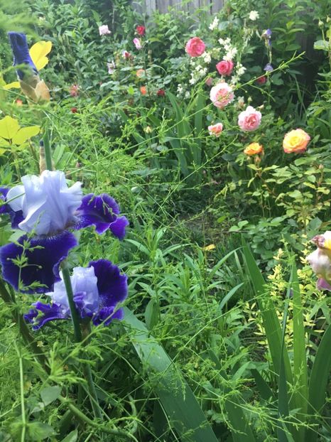 E49EB01C-A3C3-4F60-99C4-9AA46FF6EA3E - Iriși 2019 2024