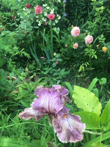 0E56114B-D384-47F6-B3F8-F8EEE0287E62 - Iriși 2019 2024