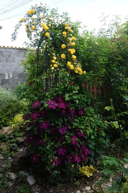  - Persian Yellow