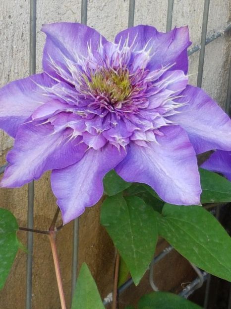 thumbnail (1) - CLEMATITE 2019