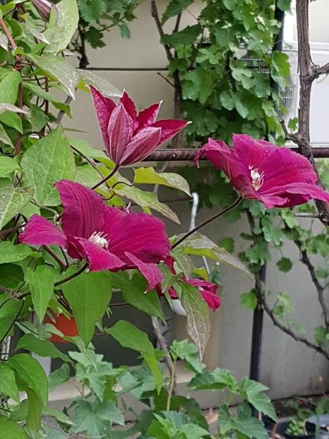 thumbnail (8) - CLEMATITE 2019