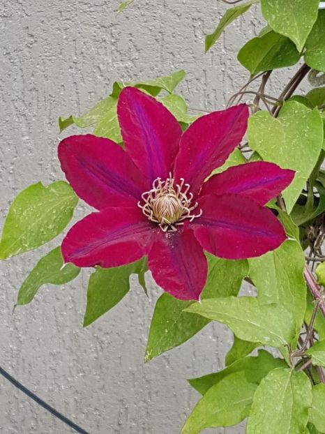 thumbnail (9) - CLEMATITE 2019