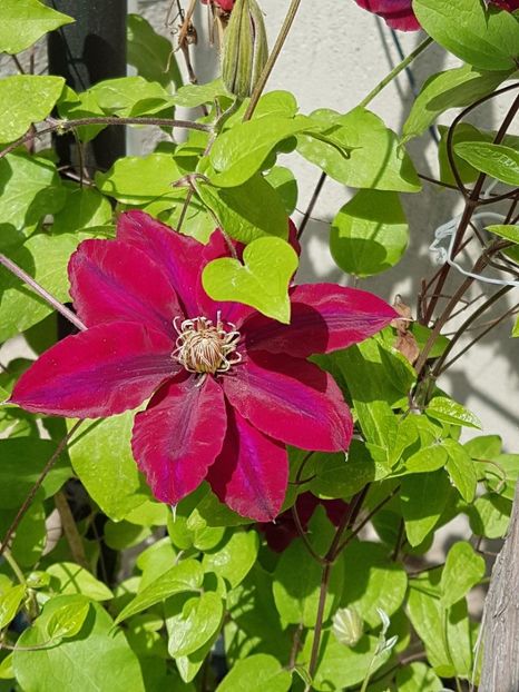 thumbnail (10) - CLEMATITE 2019