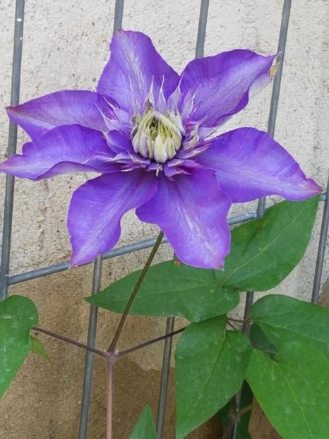 thumbnail (12) - CLEMATITE 2019
