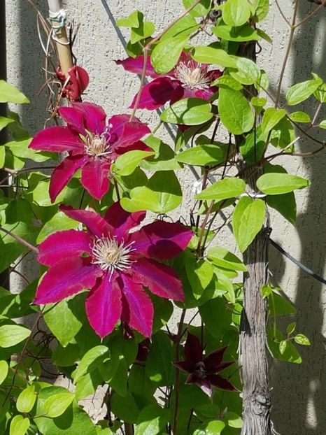 thumbnail (13) - CLEMATITE 2019