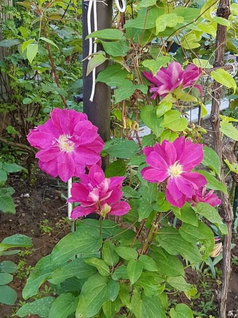 thumbnail (15) - CLEMATITE 2019