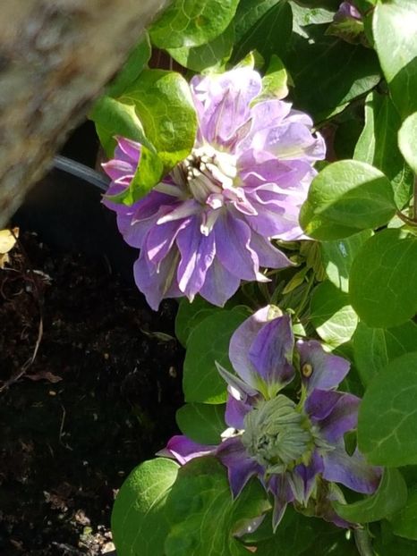 thumbnail (16) - CLEMATITE 2019
