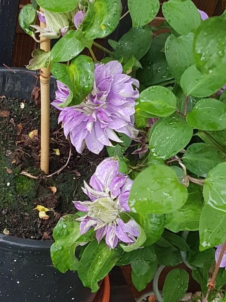 thumbnail (22) - CLEMATITE 2019