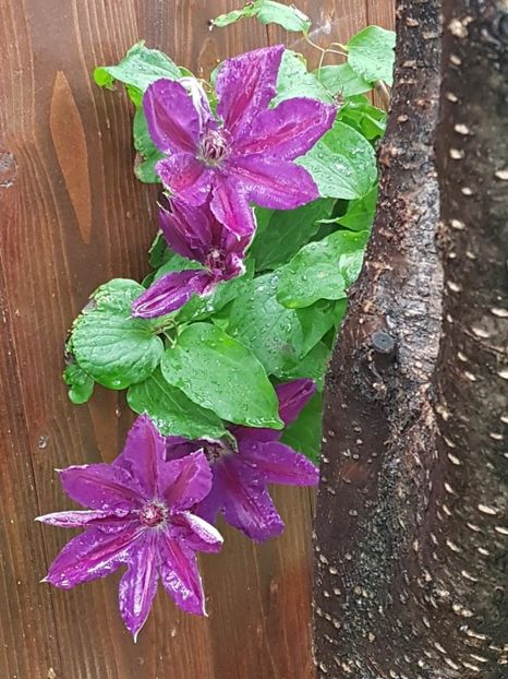thumbnail (23) - CLEMATITE 2019