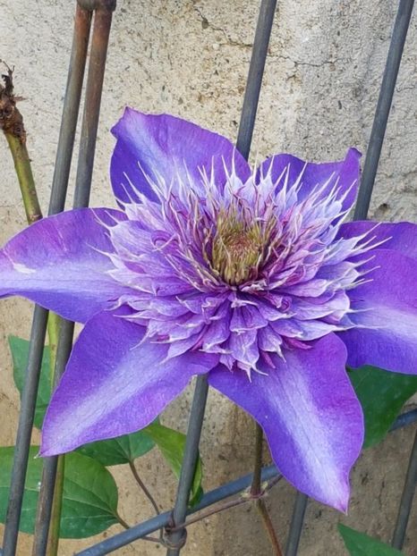 thumbnail (25) - CLEMATITE 2019