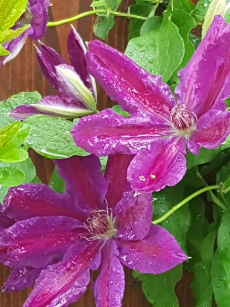 thumbnail (27) - CLEMATITE 2019