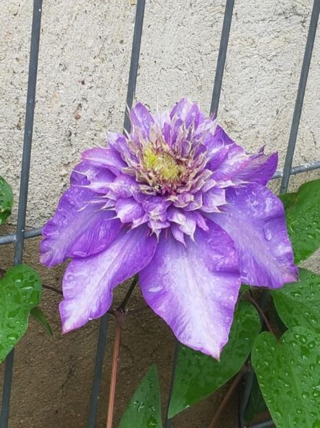 thumbnail (29) - CLEMATITE 2019