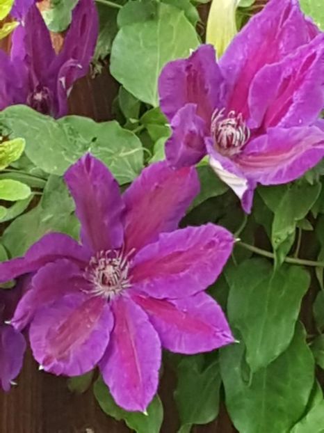 thumbnail (34) - CLEMATITE 2019