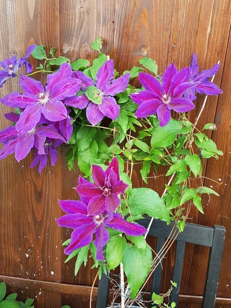 thumbnail (35) - CLEMATITE 2019