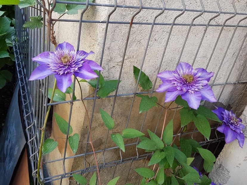 thumbnail (48) - CLEMATITE 2019