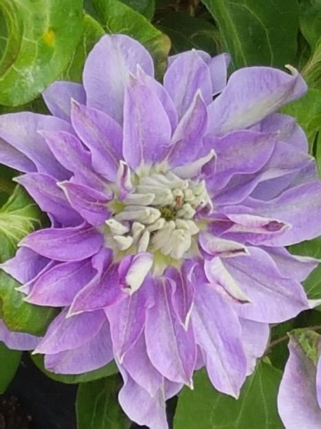 thumbnail (51) - CLEMATITE 2019