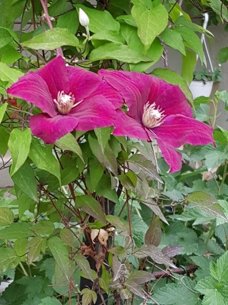thumbnail (52) - CLEMATITE 2019