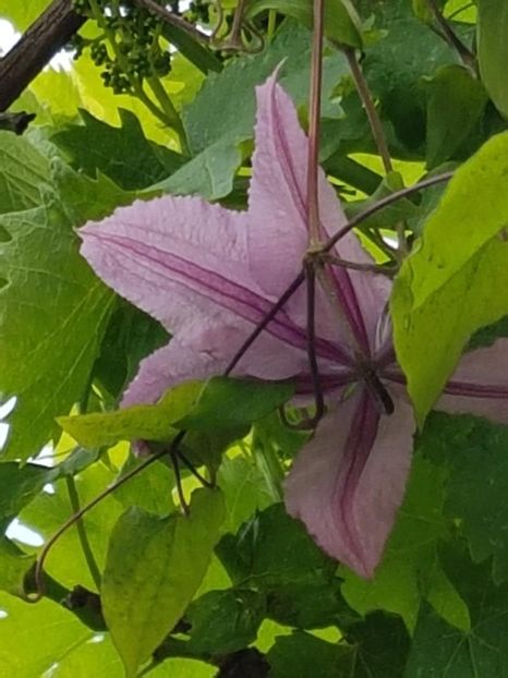 thumbnail (59) - CLEMATITE 2019